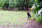 blackcat
