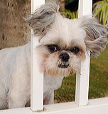 lucy