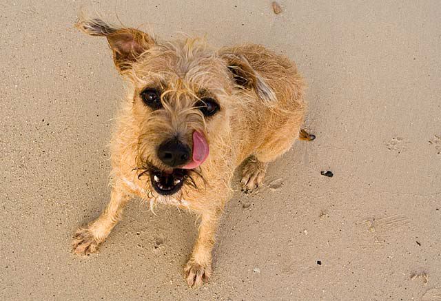 scruffy-3.jpg