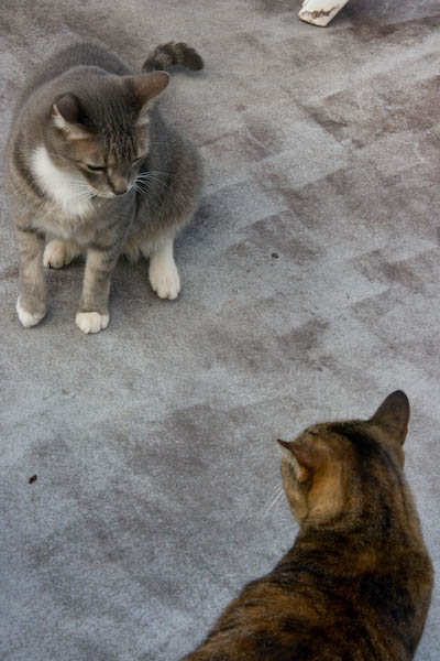 Back home. Cats are, as always, a recurrent theme. Leo was going to attack Ms. Kili, but she turned and gave him a very effective stink eye. He quickly reconsidered his position.