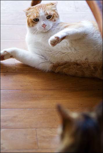 toby-2.jpg