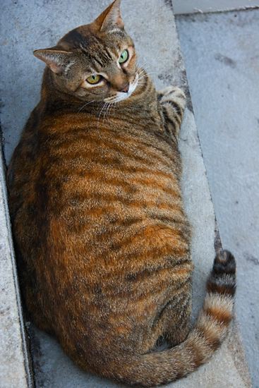 cats0624-13.jpg