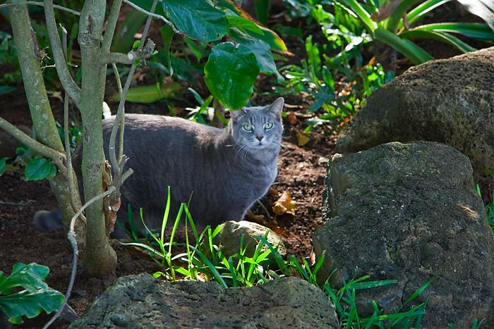 cats0624-6.jpg