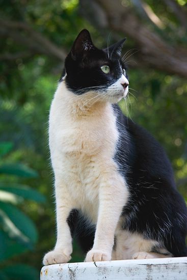 cats0624-8.jpg