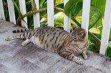 cats0624-11