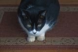 cats0624-12