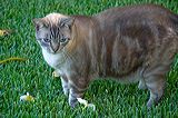 cats0624-5