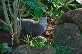 cats0624-6
