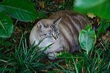 cats0624-7
