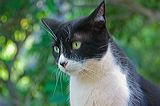 cats0624-9