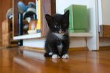 kitten0803-1