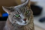 kitten0803-4