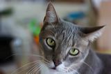 kitten0803-5