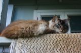kitten0803-6