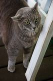 kitten0803-7