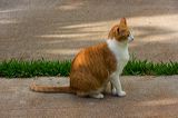 kitten0803-8