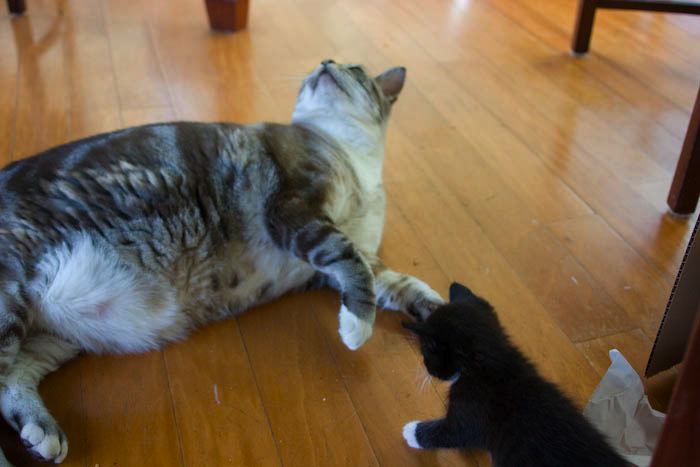 kitten0803-3.jpg