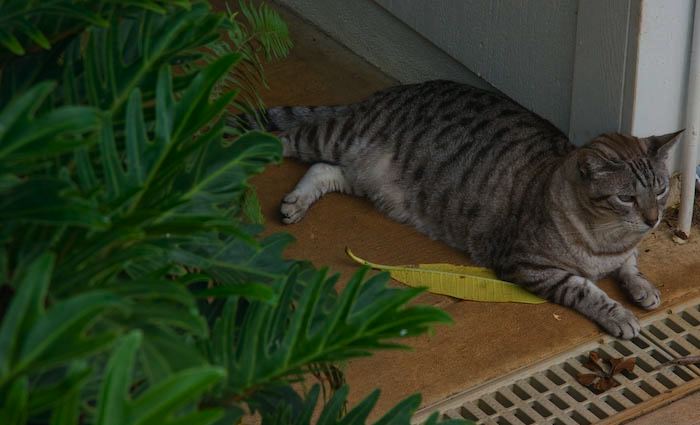 cats0827-18.jpg
