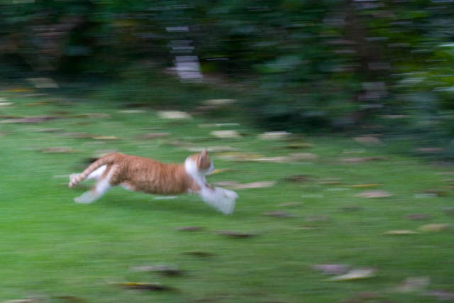 And in the blink of an eye he was off across the yard chasing Harry. No fighting, just a good chase.