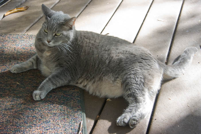 It looks like Ms. Wally relaxing on the front deck. Actually, she's pestering Harriet, who was out there first.