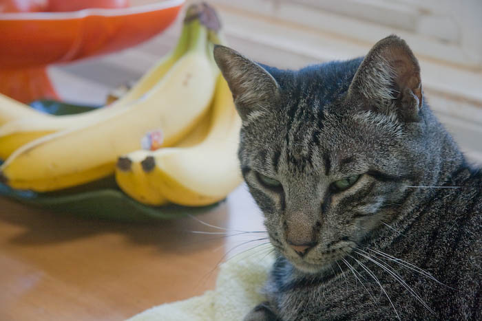 Several days ago we put a towel down for Harriet to sleep on. Before too long, Wally occupied it. And today Romeo moved in.