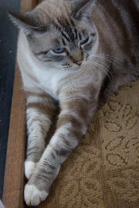 Duke again, this time in his favorite spot at the door.