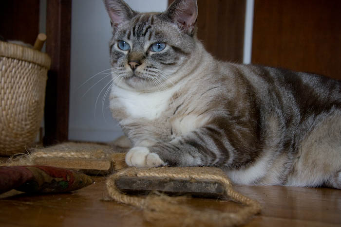 Mr. Duke on a well-used scratcher.