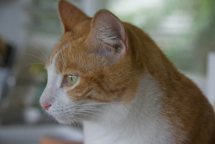 Mr. Toby on an afternoon pass through the house before returning to his outside spots.