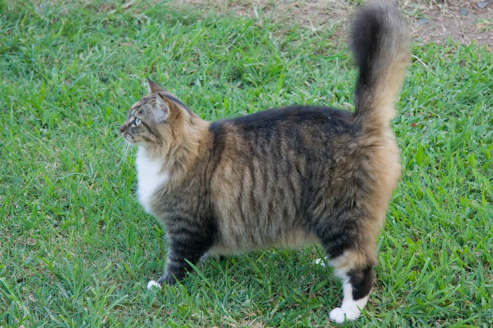 We've got a handful of cats we occasionally see on our morning walks. This beauty lives with Koolauloa Neighborhood Board chair Dee Dee Letts.