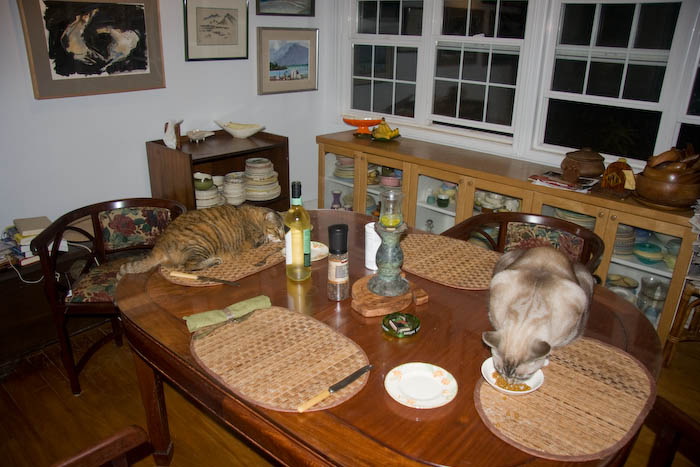 We were in the kitchen cooking dinner, and Ms. Kili staged a sit-in in my place at the table, while Duke took advantage of the situation to get a snack.