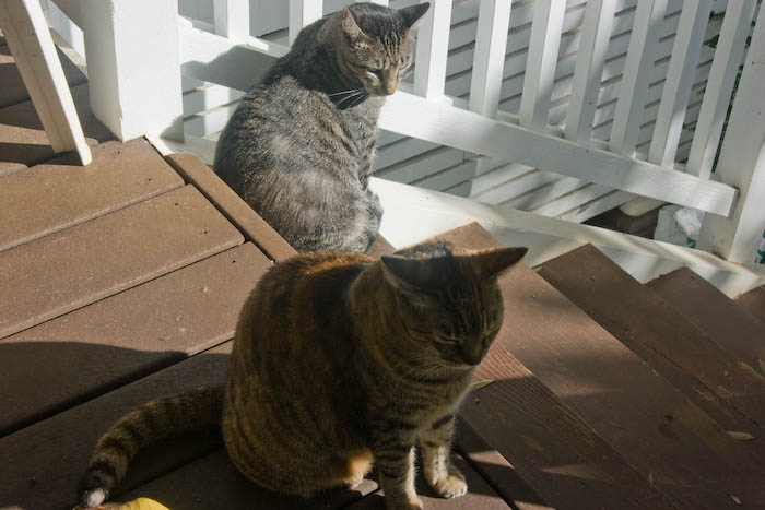 Romeo, sensing attention, gets into position next to Kili.