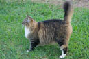 We've got a handful of cats we occasionally see on our morning walks. This beauty lives with Koolauloa Neighborhood Board chair Dee Dee Letts.