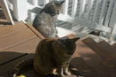 Romeo, sensing attention, gets into position next to Kili.
