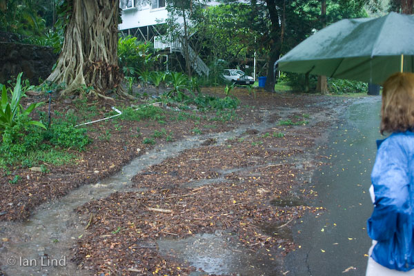 Suddenly there was a little stream under the banyan tree on the lower side of our property.