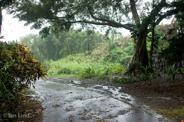 Huamalani Road in front of our banyan and part of the Great Wall of Tonga, as we have come to call it.