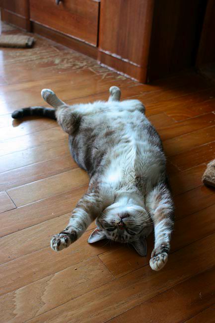 duke-stretch.jpg
