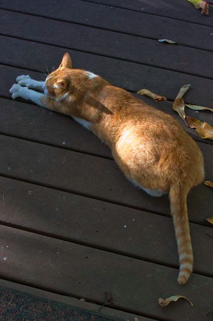 toby-stretch.jpg