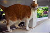 cats043009-10