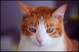 cats043009-11