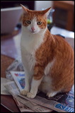 cats043009-12