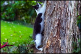 cats043009-6