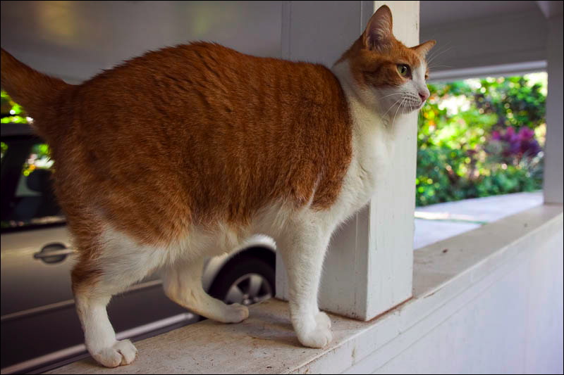 cats043009-10.jpg