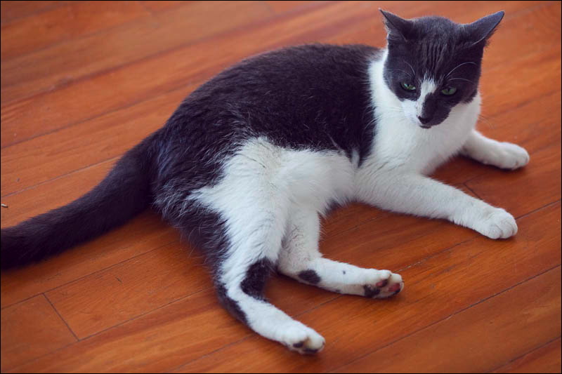 cats043009-4.jpg