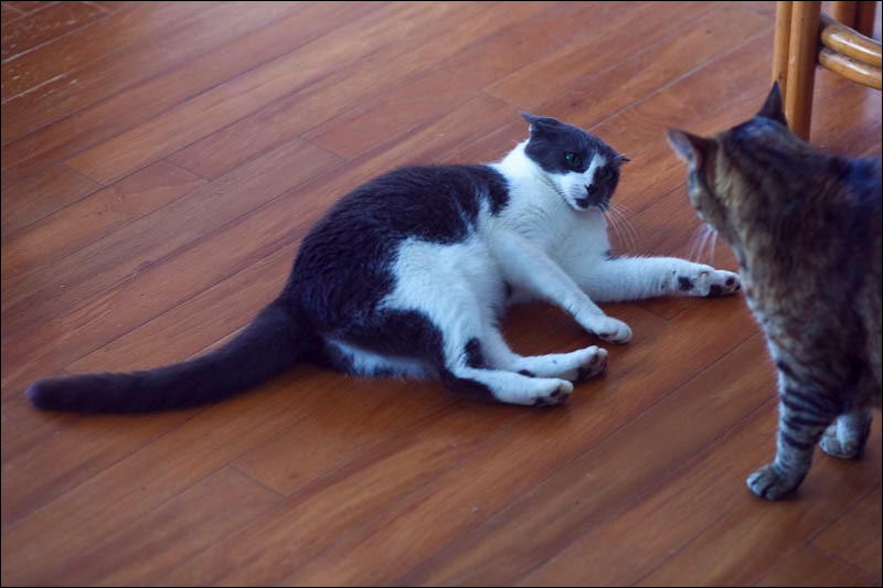 cats043009-5.jpg