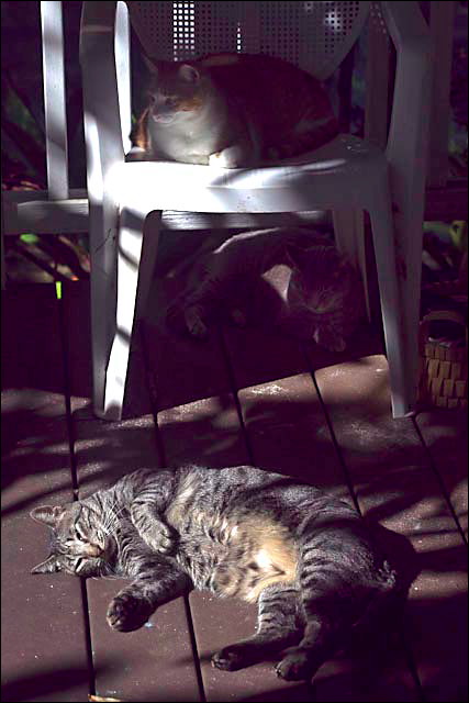 xmas09-8.jpg