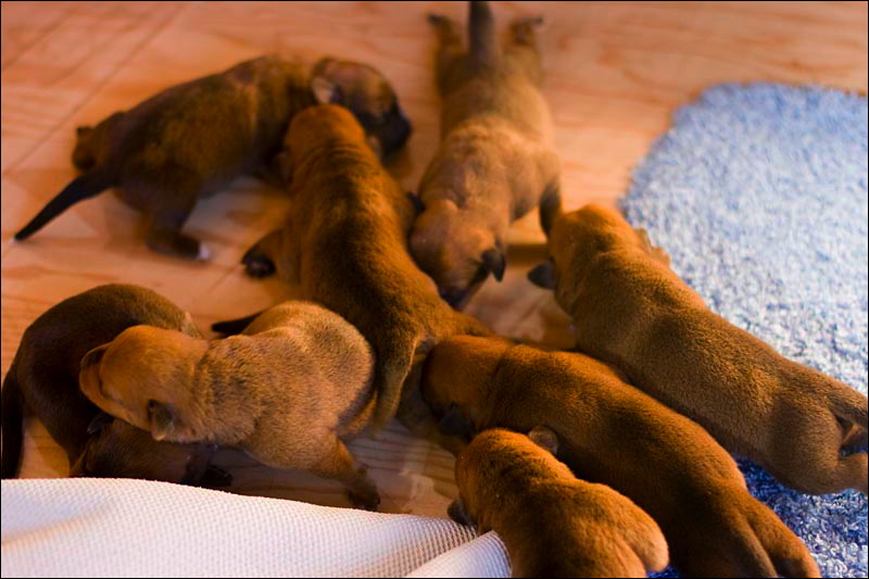 puppies1.jpg