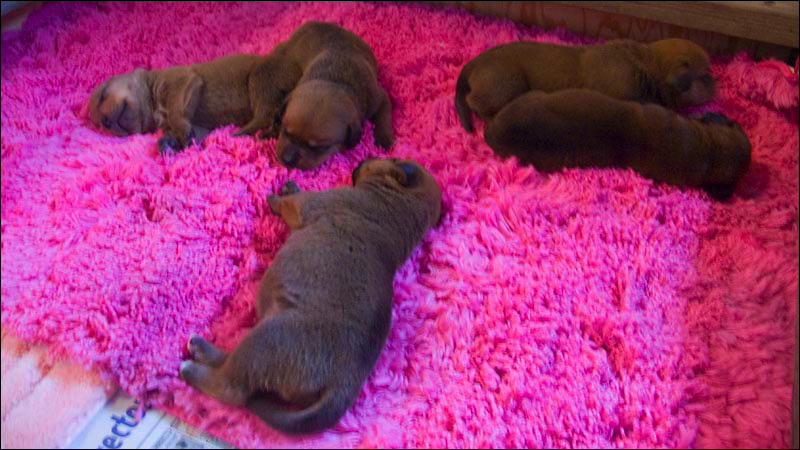 puppies2.jpg