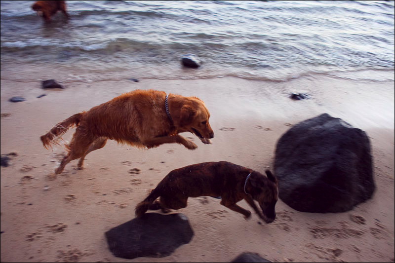dogs-01.jpg