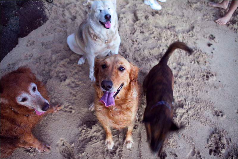 dogs-02.jpg