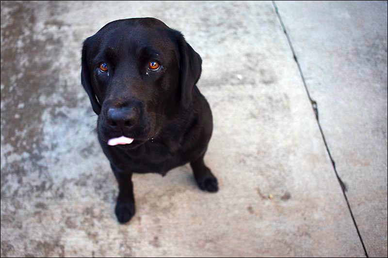 dogs-05.jpg